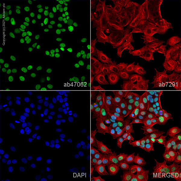Immunocytochemistry/ Immunofluorescence - Anti-TRIM33 antibody (AB47062)
