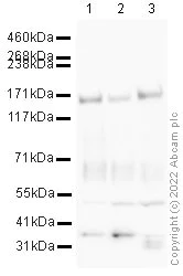Western blot - Anti-TRIM33 antibody (AB47062)