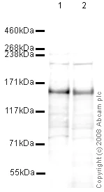 Western blot - Anti-TRIM33 antibody (AB47062)