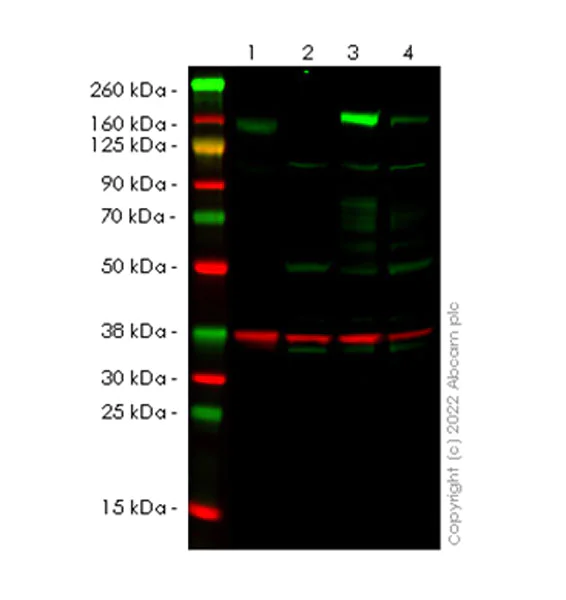 Western blot - Anti-TRIM33 antibody [EPR25102-19] (BSA and Azide free) (AB300147)