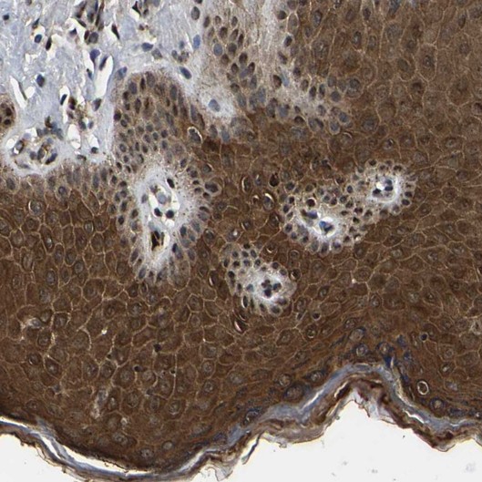Immunohistochemistry (Formalin/PFA-fixed paraffin-embedded sections) - Anti-TRIM35 antibody (AB272582)