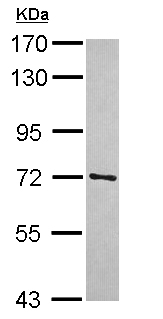 Western blot - Anti-TRIM41 antibody (AB111580), expandable thumbnail