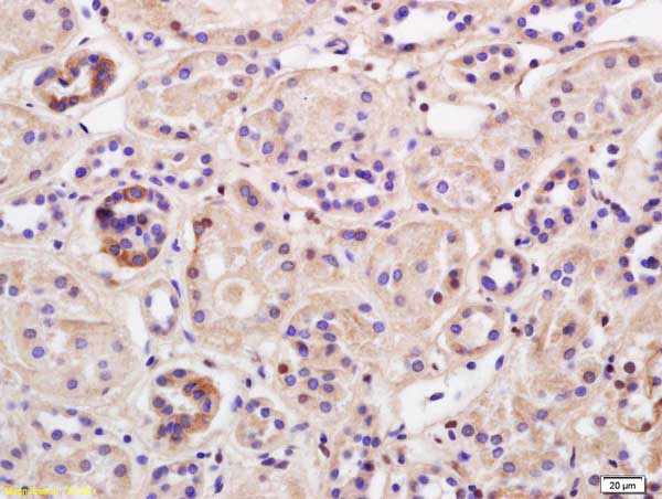 Immunohistochemistry (Formalin/PFA-fixed paraffin-embedded sections) - Anti-TRIM41 antibody (AB214307)