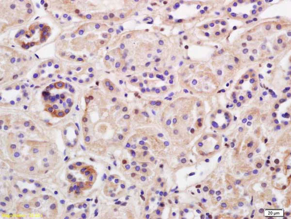 Immunohistochemistry (Formalin/PFA-fixed paraffin-embedded sections) - Anti-TRIM41 antibody (AB214307)