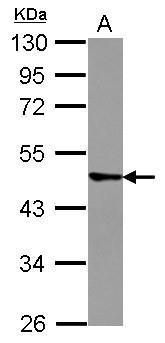Western blot - Anti-TRIM43 antibody (AB272899)