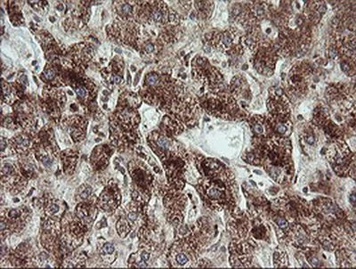 Immunohistochemistry (Formalin/PFA-fixed paraffin-embedded sections) - Anti-TRIM44 antibody [OTI1E10] (AB236422)