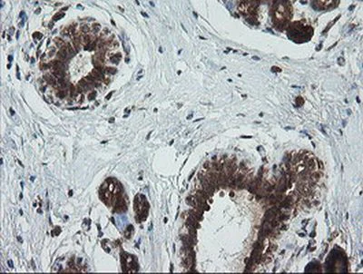 Immunohistochemistry (Formalin/PFA-fixed paraffin-embedded sections) - Anti-TRIM44 antibody [OTI1E10] (AB236422)