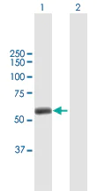 Western blot - Anti-TRIM45 antibody (AB169036)