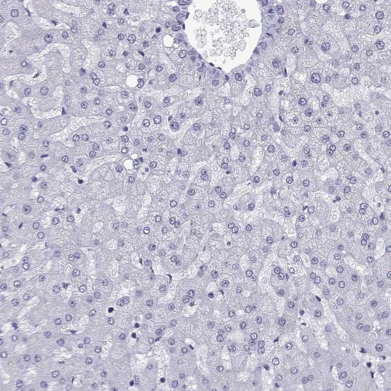 Immunohistochemistry (Formalin/PFA-fixed paraffin-embedded sections) - Anti-TRIM46 antibody (AB254941)