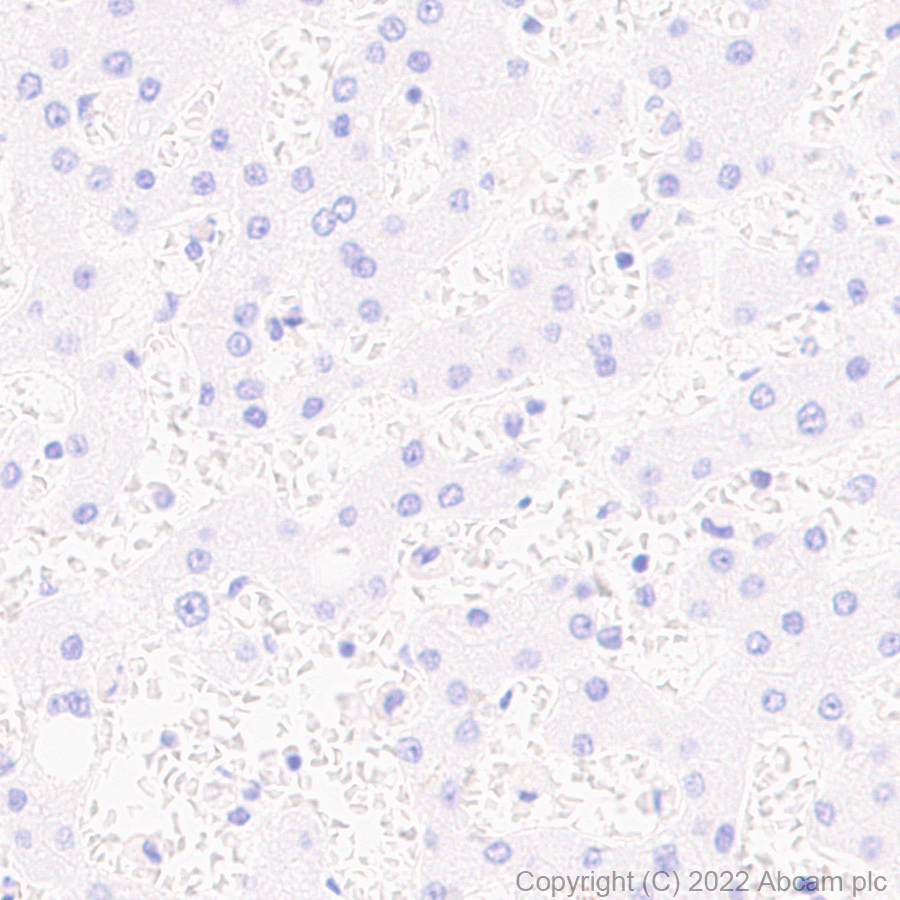 Immunohistochemistry (Formalin/PFA-fixed paraffin-embedded sections) - Anti-TRIM46 antibody [EPR26957-34] (AB307967)