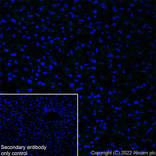 Immunohistochemistry (Frozen sections) - Anti-TRIM46 antibody [EPR26957-34] (AB307967)