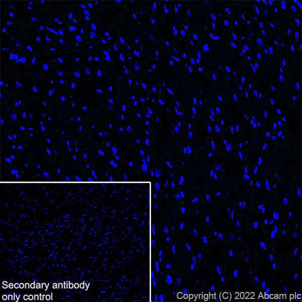 Immunohistochemistry (Frozen sections) - Anti-TRIM46 antibody [EPR26957-34] (AB307967)