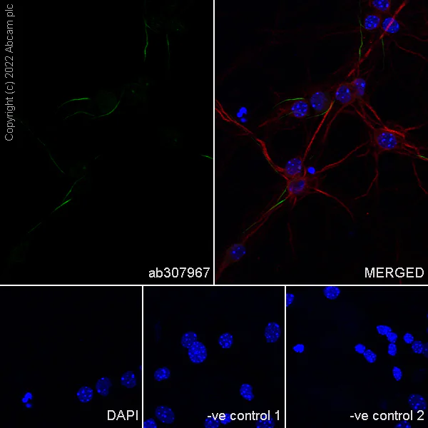 Immunocytochemistry/ Immunofluorescence - Anti-TRIM46 antibody [EPR26957-34] - BSA and Azide free (AB307968)