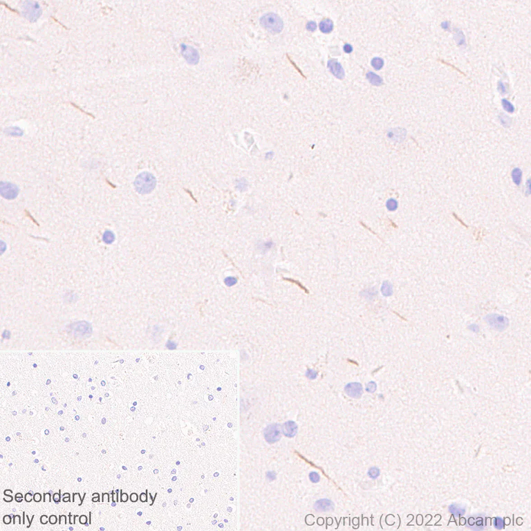 Immunohistochemistry (Formalin/PFA-fixed paraffin-embedded sections) - Anti-TRIM46 antibody [EPR26957-34] - BSA and Azide free (AB307968)