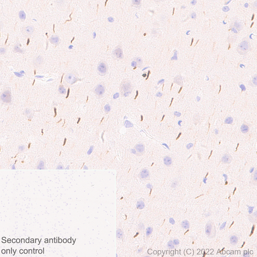 Immunohistochemistry (Formalin/PFA-fixed paraffin-embedded sections) - Anti-TRIM46 antibody [EPR26957-34] - BSA and Azide free (ab307968), expandable thumbnail