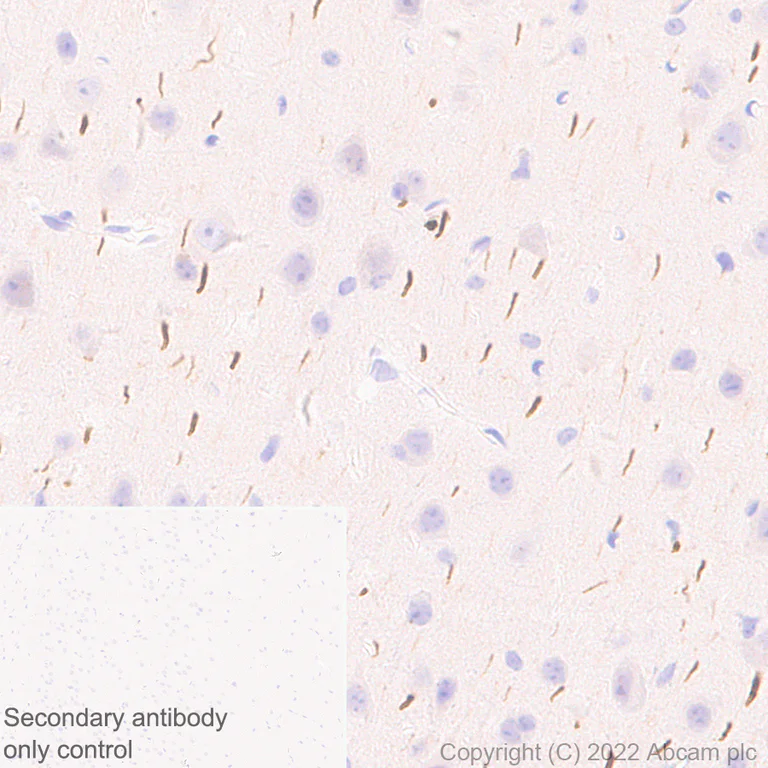 Immunohistochemistry (Formalin/PFA-fixed paraffin-embedded sections) - Anti-TRIM46 antibody [EPR26957-34] - BSA and Azide free (AB307968)
