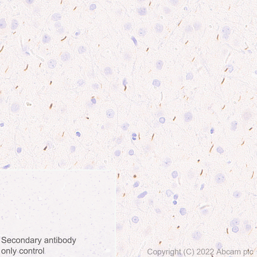 Immunohistochemistry (Formalin/PFA-fixed paraffin-embedded sections) - Anti-TRIM46 antibody [EPR26957-34] - BSA and Azide free (ab307968), expandable thumbnail