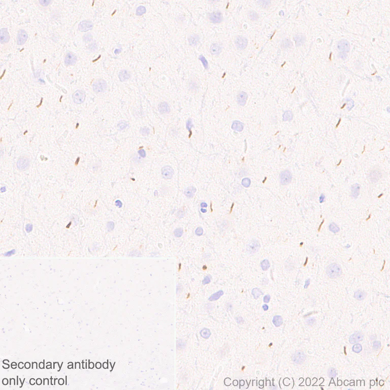 Immunohistochemistry (Formalin/PFA-fixed paraffin-embedded sections) - Anti-TRIM46 antibody [EPR26957-34] - BSA and Azide free (AB307968)