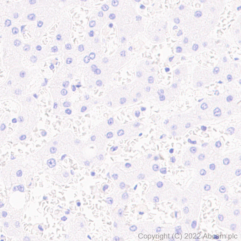 Immunohistochemistry (Formalin/PFA-fixed paraffin-embedded sections) - Anti-TRIM46 antibody [EPR26957-34] - BSA and Azide free (AB307968)