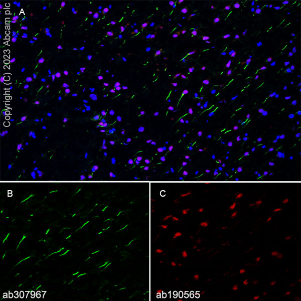 Immunohistochemistry (Frozen sections) - Anti-TRIM46 antibody [EPR26957-34] - BSA and Azide free (ab307968), expandable thumbnail