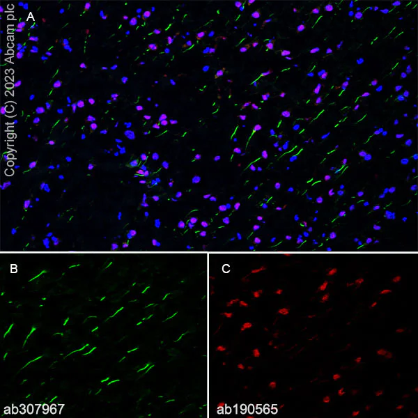 Immunohistochemistry (Frozen sections) - Anti-TRIM46 antibody [EPR26957-34] - BSA and Azide free (AB307968)