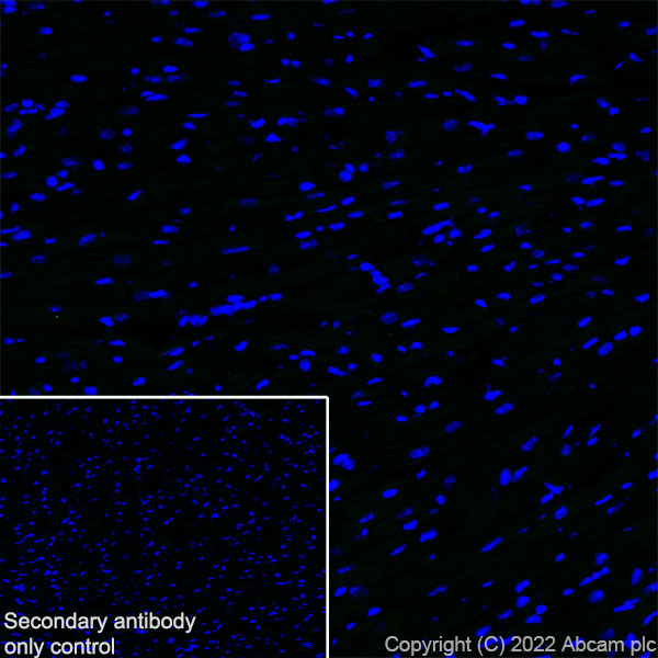 Immunohistochemistry (Frozen sections) - Anti-TRIM46 antibody [EPR26957-34] - BSA and Azide free (ab307968), expandable thumbnail