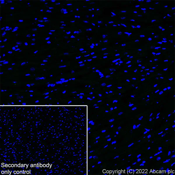 Immunohistochemistry (Frozen sections) - Anti-TRIM46 antibody [EPR26957-34] - BSA and Azide free (AB307968)