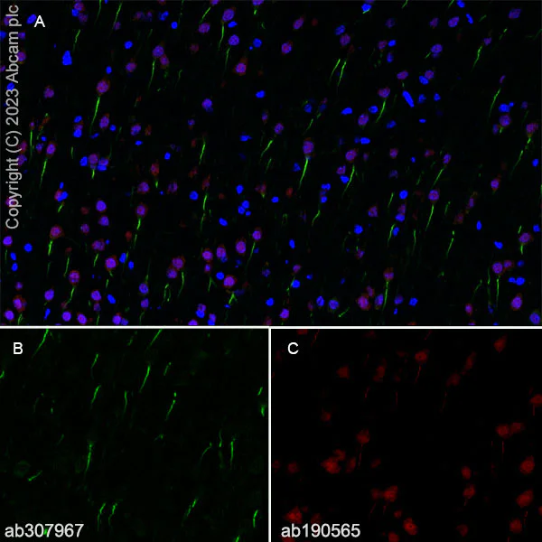 Immunohistochemistry (Frozen sections) - Anti-TRIM46 antibody [EPR26957-34] - BSA and Azide free (AB307968)