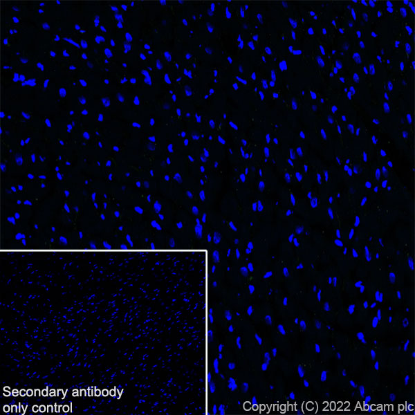 Immunohistochemistry (Frozen sections) - Anti-TRIM46 antibody [EPR26957-34] - BSA and Azide free (ab307968), expandable thumbnail