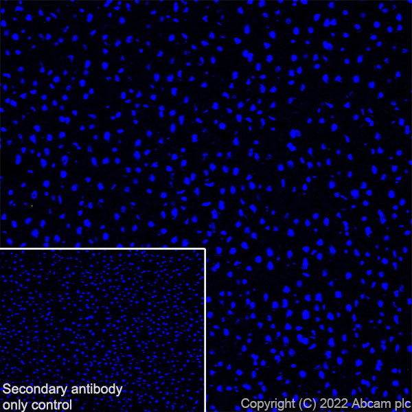 Immunohistochemistry (Frozen sections) - Anti-TRIM46 antibody [EPR26957-34] - BSA and Azide free (ab307968), expandable thumbnail
