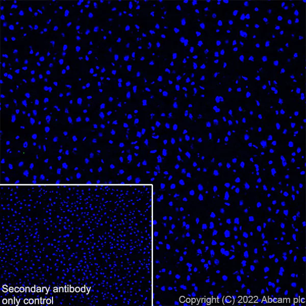 Immunohistochemistry (Frozen sections) - Anti-TRIM46 antibody [EPR26957-34] - BSA and Azide free (AB307968)