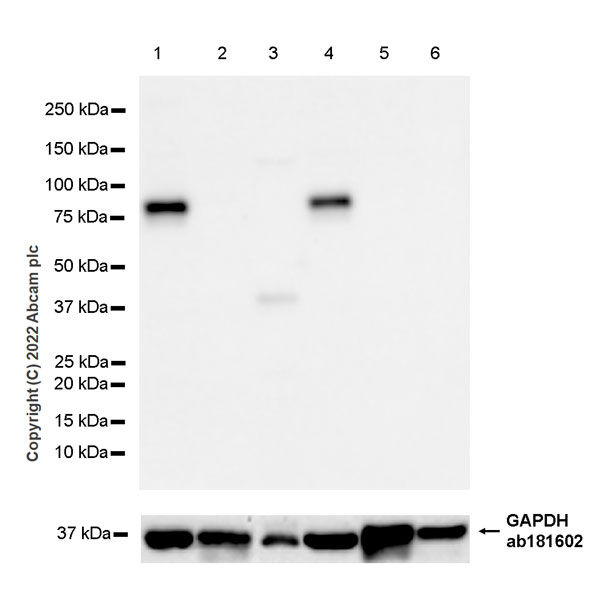 Anti-TRIM46 antibody [EPR26957-34] - BSA and Azide free