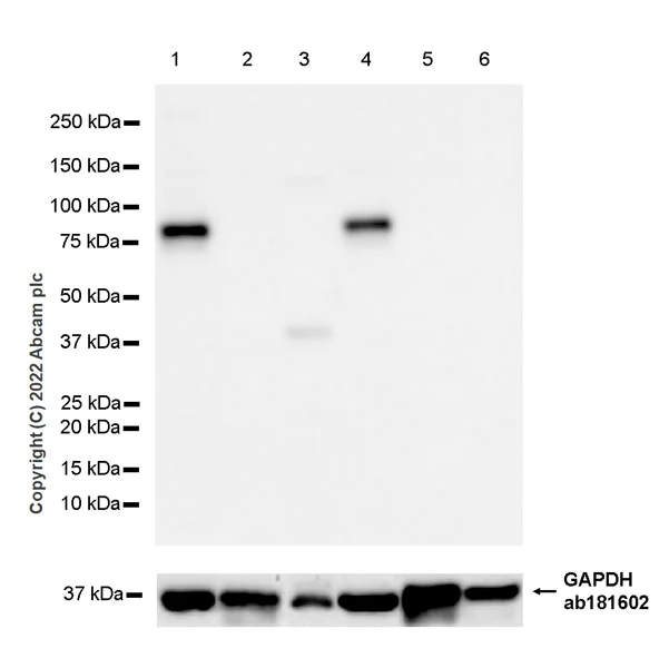 Western blot - Anti-TRIM46 antibody [EPR26957-34] - BSA and Azide free (AB307968)