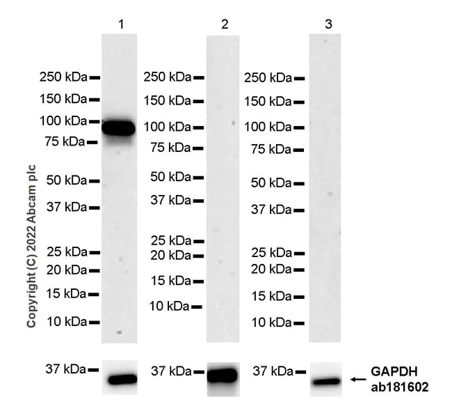 Western blot - Anti-TRIM46 antibody [EPR26957-34] - BSA and Azide free (AB307968)