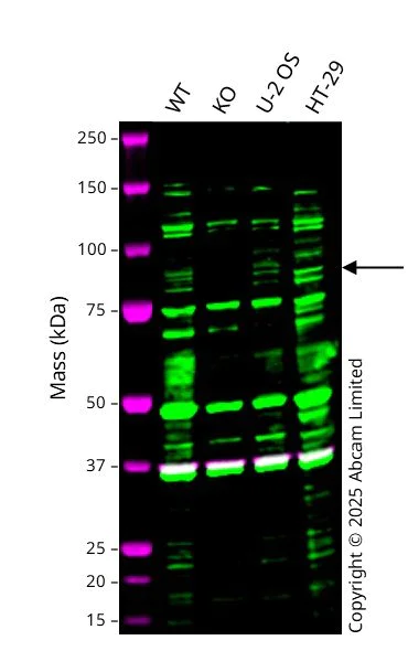 Western blot - Anti-TRIM46 antibody [EPR26957-34] - BSA and Azide free (AB307968)