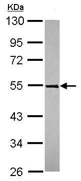 Western blot - Anti-TRIM49 antibody (AB229152)