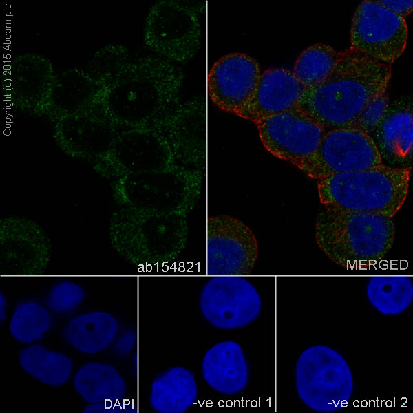 Immunocytochemistry/ Immunofluorescence - Anti-TRIM56 antibody [EPR10582] (AB154821)
