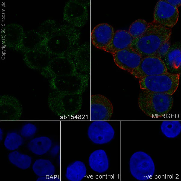 Immunocytochemistry/ Immunofluorescence - Anti-TRIM56 antibody [EPR10582] - BSA and Azide free (AB249127)