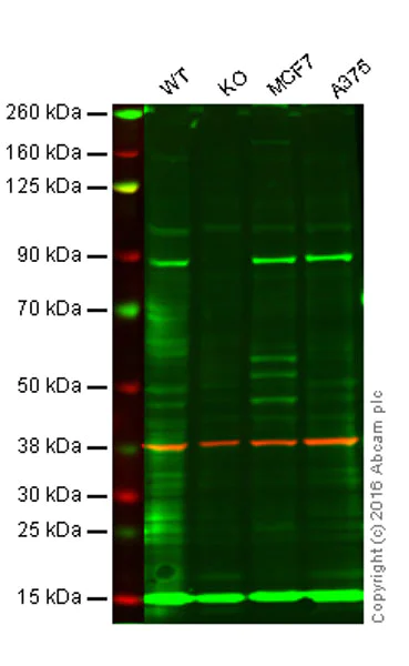 Western blot - Anti-TRIM56 antibody [EPR10582] - BSA and Azide free (AB249127)