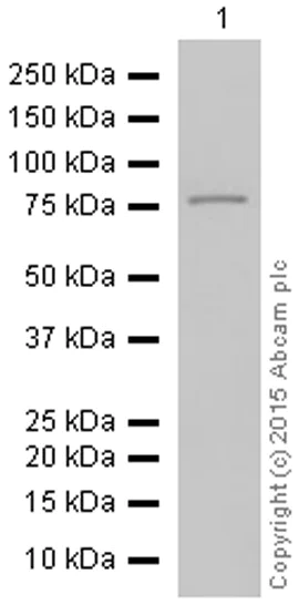 Western blot - Anti-TRIM56 antibody [EPR10582] - BSA and Azide free (AB249127)