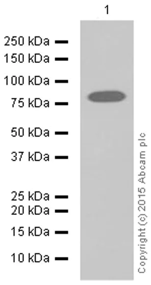 Western blot - Anti-TRIM56 antibody [EPR10582] - BSA and Azide free (AB249127)
