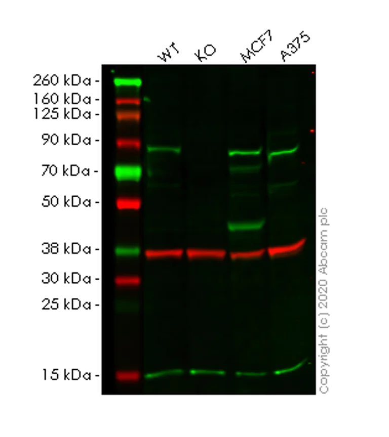 Western blot - Anti-TRIM56 antibody [EPR10582] - BSA and Azide free (AB249127)