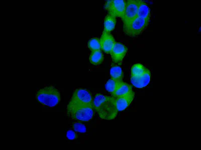Immunocytochemistry/ Immunofluorescence - Anti-TRIM56 antibody [EPR10583] (AB154862)