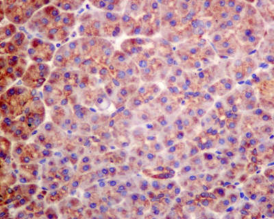 Immunohistochemistry (Formalin/PFA-fixed paraffin-embedded sections) - Anti-TRIM56 antibody [EPR10583] (ab154862), expandable thumbnail