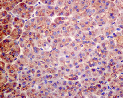 Immunohistochemistry (Formalin/PFA-fixed paraffin-embedded sections) - Anti-TRIM56 antibody [EPR10583] (AB154862)