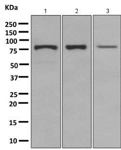 Western blot - Anti-TRIM56 antibody [EPR10583] (ab154862), expandable thumbnail