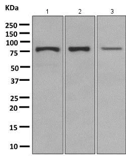 Western blot - Anti-TRIM56 antibody [EPR10583] (AB154862)