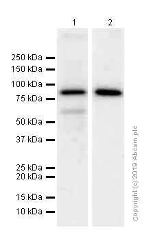 Western blot - Anti-TRIM56 antibody [EPR10583] (AB154862)