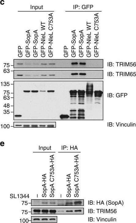 Western blot - Anti-TRIM56 antibody [EPR10583] (ab154862), expandable thumbnail