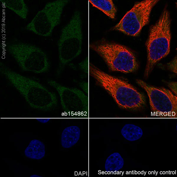 Immunocytochemistry/ Immunofluorescence - Anti-TRIM56 antibody [EPR10583] - BSA and Azide free (AB249161)